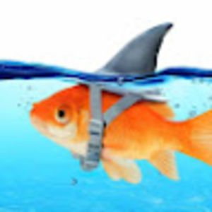 Meet your Posher, Annabe